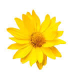 Arnica Oil